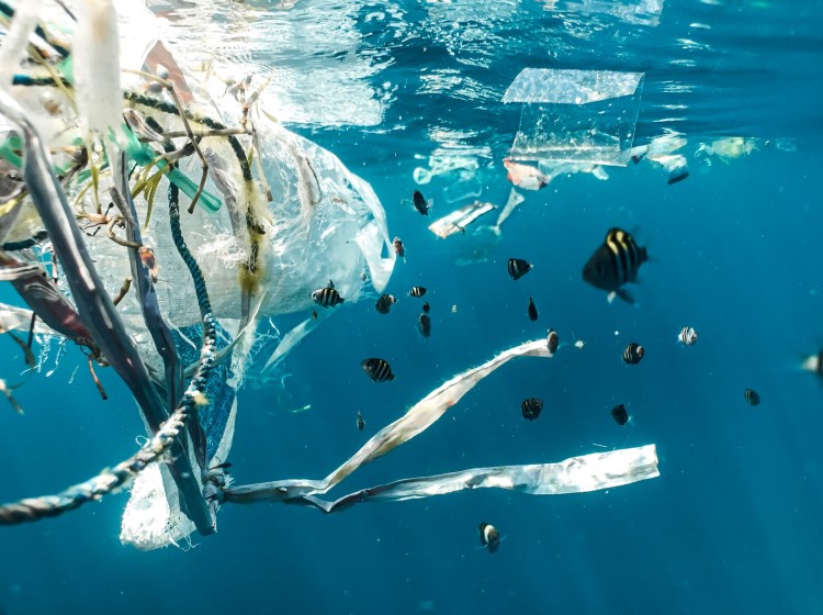 Pesce assediato dalla plastica in mare Boicottare le imprese che inquinano