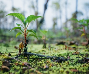 Riforestazione e stoccaggio CO2